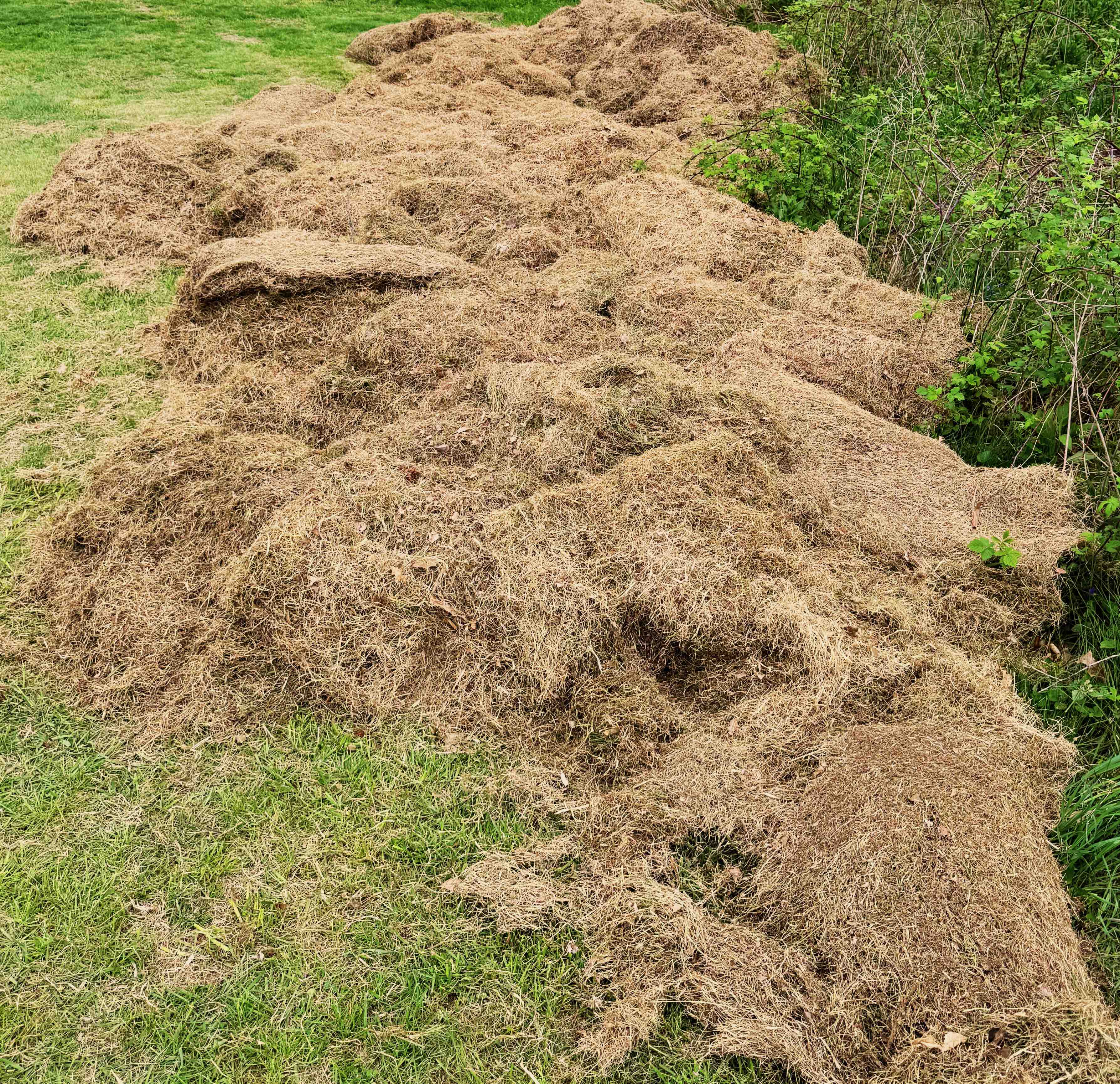 Massive pile of thatch removed from a single lawn